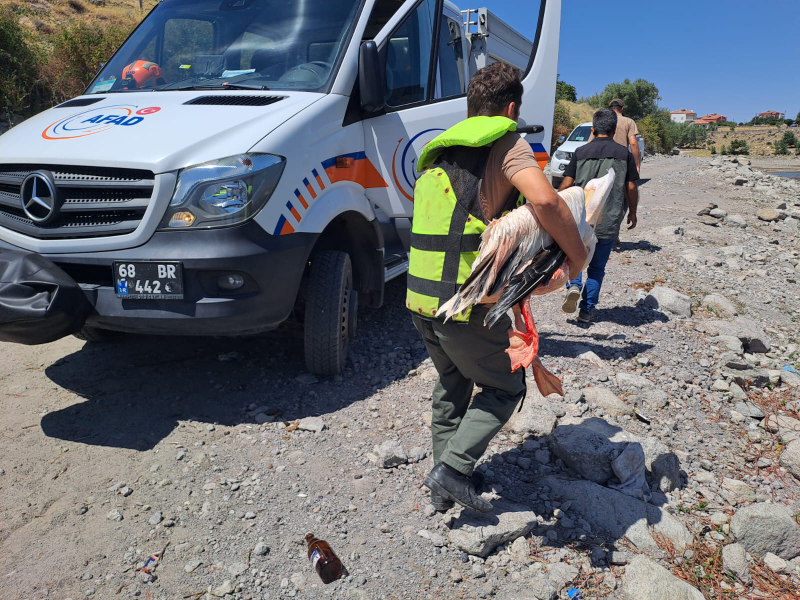 Gölette Olta İpine Takılan Pelikanın İmdadına Yetkililer Koştu