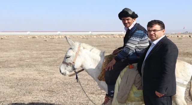 Sürüler Göçmen Çobanlara Emanet