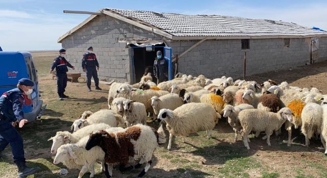 Kayıp koyun sürüsü, dronla bulundu