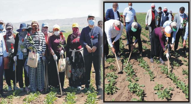 Vali Aydoğdu Çapa yaptı traktör sürdü, çiftçilerin gününü kutladı