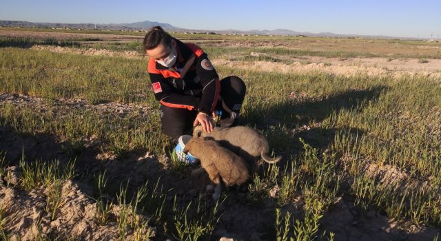 Yavru köpeklerin yardımına AFAD Yetiş