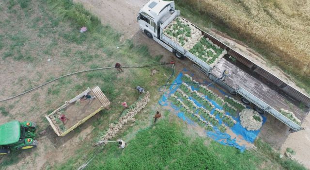 Eskil’de ilk kez ekilen sarımsağın hasadı başladı