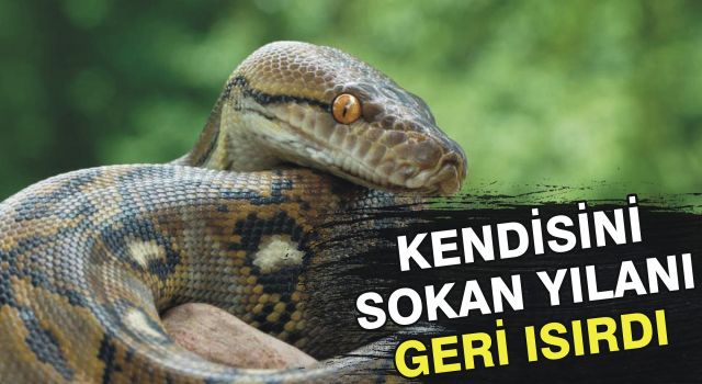 Kendisini sokan yılanı geri ısırdı