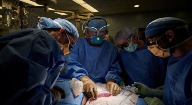 İlk kez hayvandan alınan organ bir insana başarıyla nakledildi