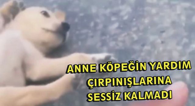 Anne Köpeğin Yardım Çırpınışlarına Sessiz Kalmadı  