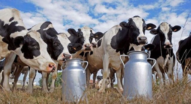 Toplanan İnek Sütü Miktarı Yüzde 5,7 Azaldı