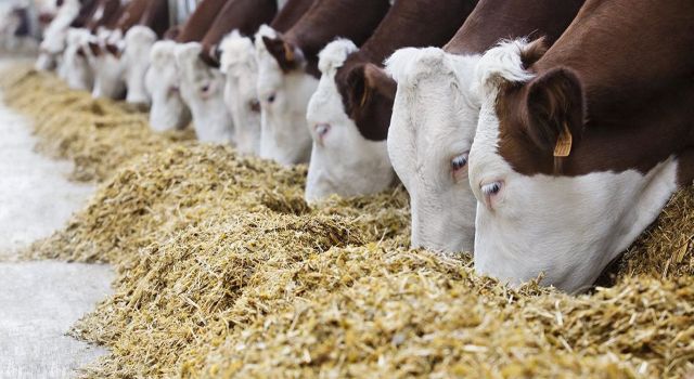 Tarım Bakanlığı'ndan GDO'lu Dört Soya Ve Mısır Çeşidine Daha Onay