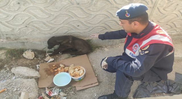 Sahipsiz Köpeğe Jandarma Eli