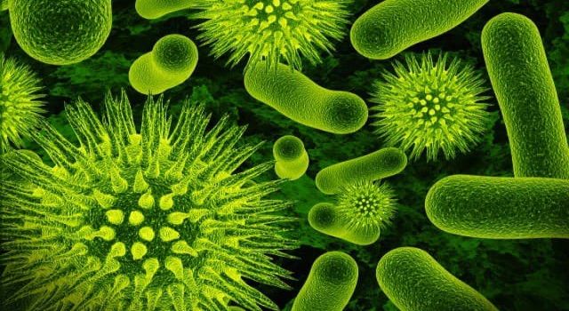 "Dünyanın En Büyük Bakterisi" Keşfedildi