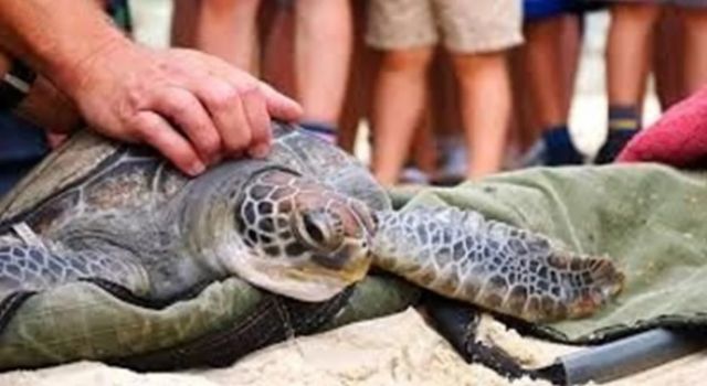 Japonya'da Boyunlarından Bıçaklanan 30 Deniz Kaplumbağası Bulundu