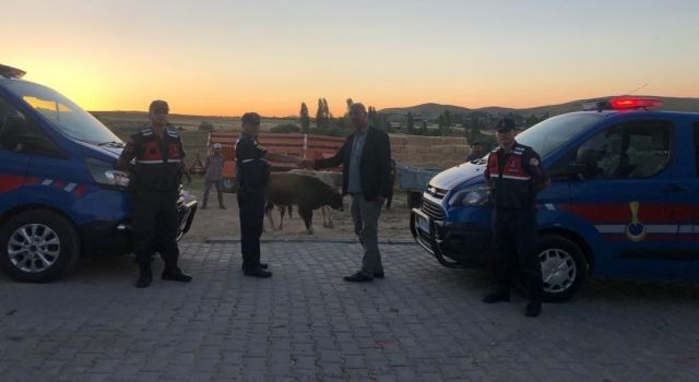 Kayıp 2 Büyükbaş Hayvan Başka Bir Köyde Ahırda Bulundu