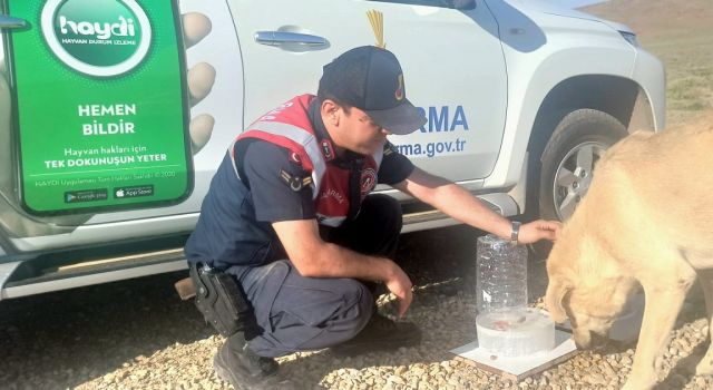 Jandarma Sokak Hayvanları İçin Yemlik Ve Suluk Bıraktı