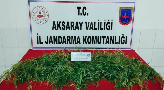 Mısır Ekili Tarlada Jandarma 483 Kök Kenevir Ele Geçirdi