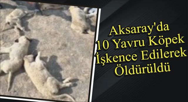 Aksaray’da 10 Yavru Köpek İşkence Edilerek Öldürüldü