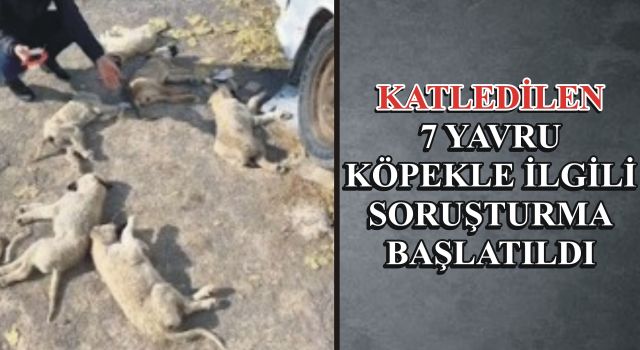 Katledilen 7 Yavru Köpekle İlgili Soruşturma Başlatıldı