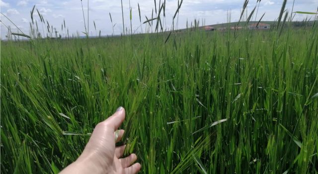 Aksaray’da Buğday Rekoltesinde Yüzde 30’luk Artış Beklentisi