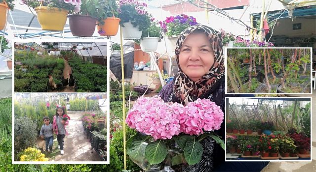 Bahçe ve Balkonlarda Yaz Hazırlıkları Başladı: Çalı Gül, Ceylan Gözü, Yıldız, Petunya Çiçek Sezonu Açıldı