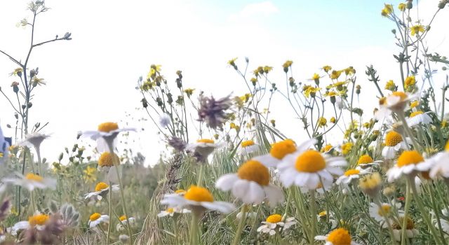 Yol Üstü Tarlalarda Açan Mayıs Papatyaları Güzellikleriyle Büyük İlgi Görüyor