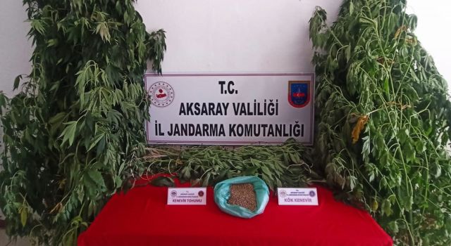 Evi Kenevir Serasına Çeviren Şahsa Jandarmadan Baskın