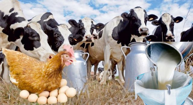 Haziran Ayında Yumurta Üretimi Arttı, Süt Üretimi Azaldı