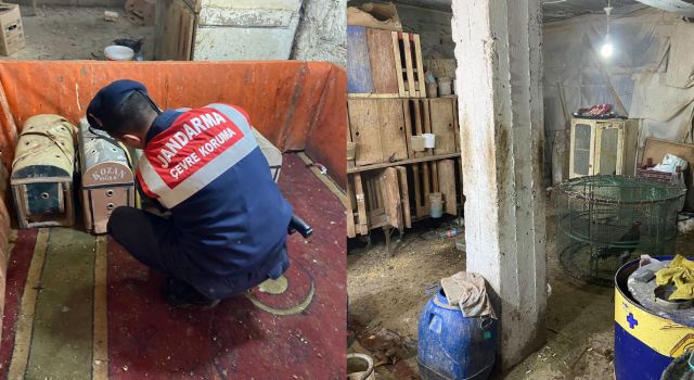 Jandarmadan Horoz Dövüşü Yaptıran Şahıslara Büyük Darbe