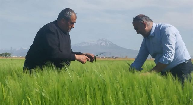 Hububat Ekili Alanlarda Hastalık Ve Zararlı Taraması Yapılıyor