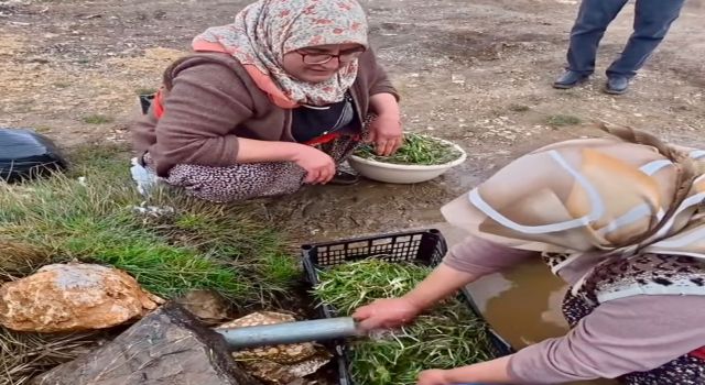 Hayat Sıkıcı Değil, Siz Ot Toplamayı Bilmiyorsunuz