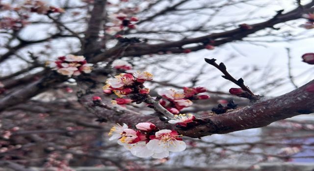 NEVRUZ COŞKUSU, ETKİNLİKLERLE KUTLANACAK