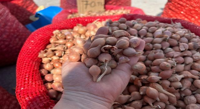 TOHUMLUK FISKA TEZGÂHLARA İNDİ