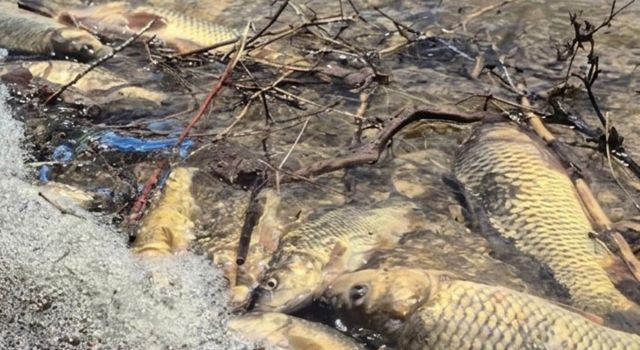 Aksaray’da Gölette Korkutan Manzara: Yüzlerce Balık Kıyıya Vurdu!