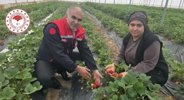 çilek mesaisine Müdür Demir de eşlik etti