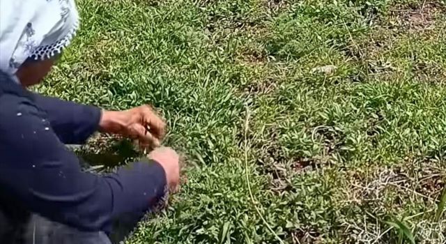 Doğada "Şifa" Mesaisi Başladı: Bozkırın Lezzeti Madımak Sofralara İniyor
