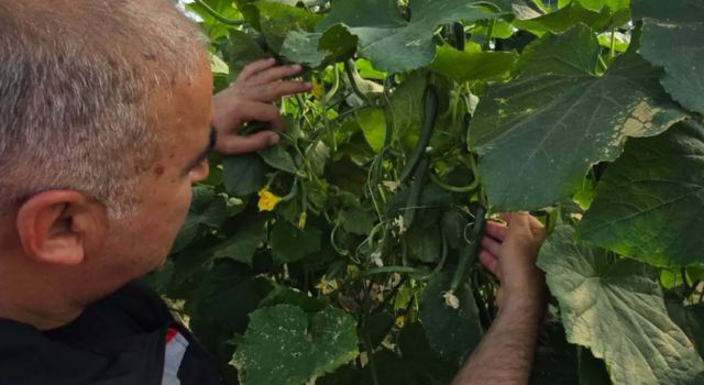Hububatta gizli tehlike: Ekin tripsine dikkat