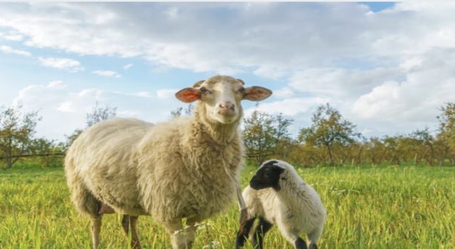 KIRSALDA BEREKET PROJESİ BAŞVURULARI BAŞLADI