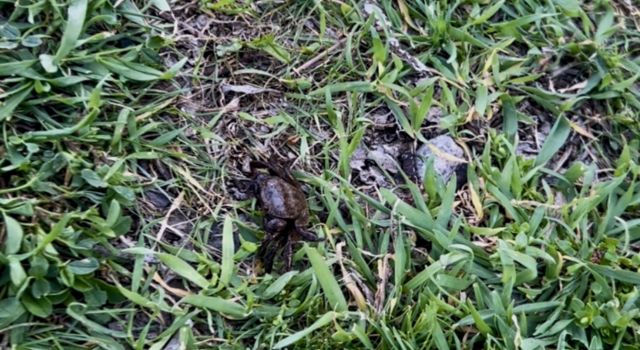 Melendiz Çayı'nda yengeç sürprizi