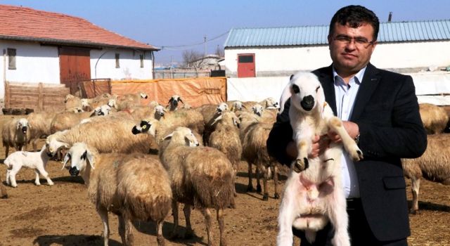 Aksaraylı yetiştiricilere kuzu ve oğlak destekleme müjdesi