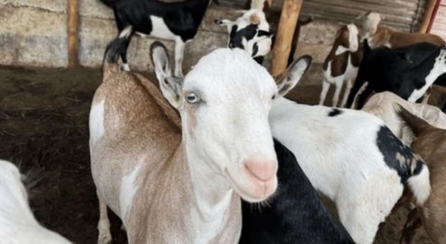 Kurban Bayramı'nda bu yasakları çiğneyenlere ceza uygulanacak