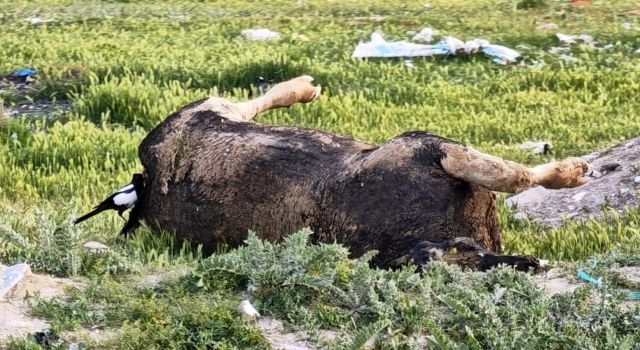Yol kenarına bırakılan leşler vatandaşı tedirgin ediyor!