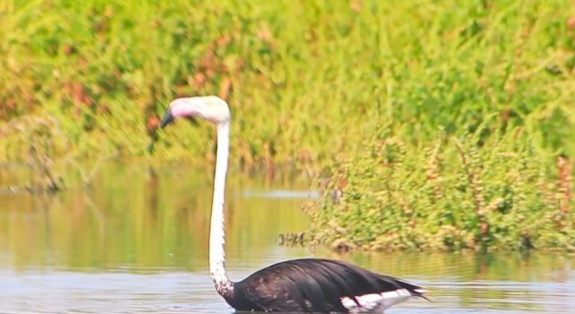 6 yıl aradan sonra siyah flamingo görüntülendi