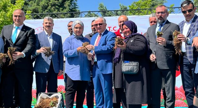 690 bin 300 çilek fidesi üreticilere dağıtıldı