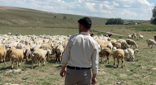 Bu bir ilk! Aksaray’a yurt dışından çoban ithalatı