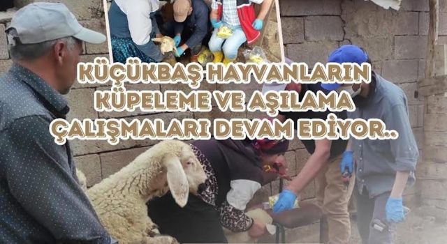 Kuzu ve oğlaklar küpelenerek kayıt altına alınıyor