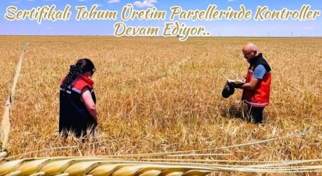 Sertifikalı tohum parsellerine sıkı denetim