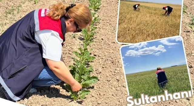 Sultanhanı'nda dolu hasar tespit çalışmaları sürüyor