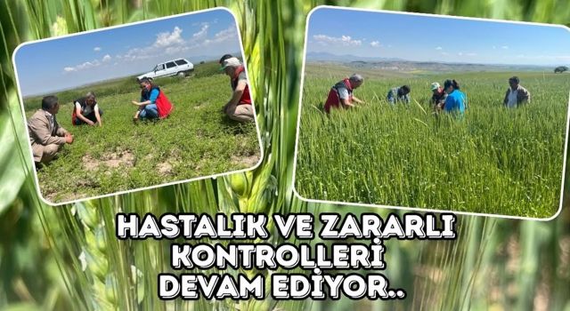 Tarlalarda sıkı kontrol mesaisi