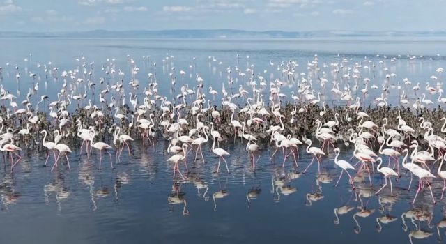 Yüzlerce flamingo yavrusu kanatlanmaya hazırlanıyor