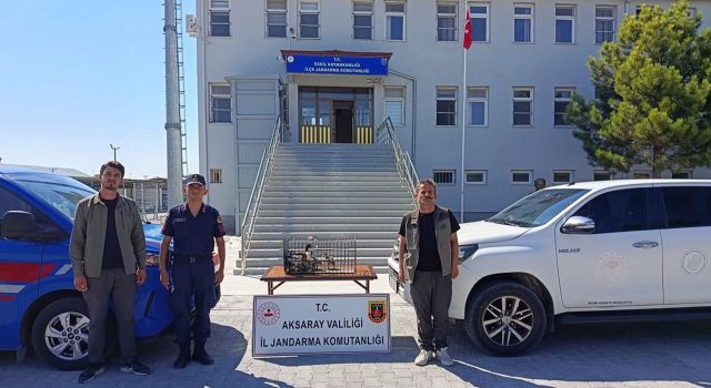 Aksaray’da kaçak yaban hayvanı operasyonu