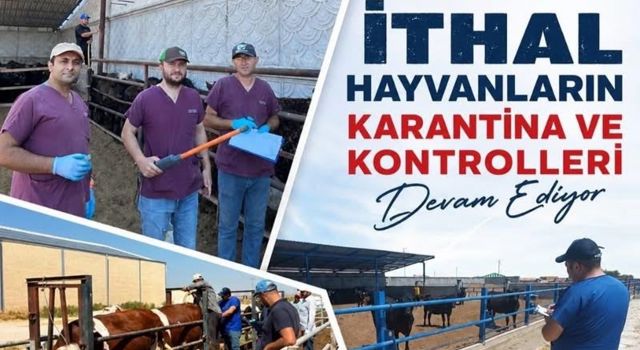İthal besilik hayvanlarda karantina ve sağlık denetimi sürüyor