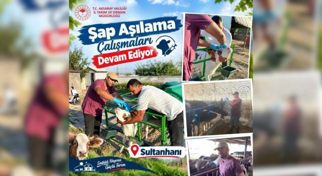 Büyükbaş hayvanlar tek tek aşılanıyor
