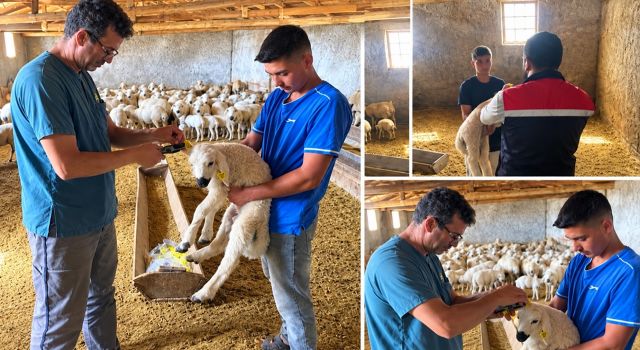 Küpeleme ve aşılama çalışmaları hız kesmiyor